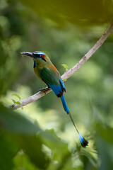 Ave nacional de El Salvador - TOROGOZ