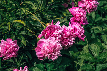 Pink peony and fresh tender spring garden	