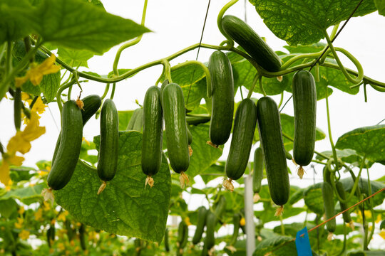 Cultivo de pepino mini en un invernadero de Almer&iacute;a 