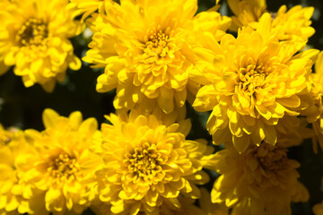 Big bouquet of yellow orange chrysanthemums at sunny fall season day. Autumn fragrant flowers full bloom. Beautiful blossoming floral wallpaper. Greeting card. Florist's shop. Gardening, floriculture.