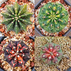 Gymnocalycium mihanovichii is a type of cactus that is bred from Thailand.