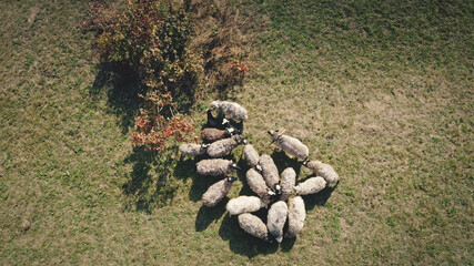Top down closeup farm animal at grass valley aerial. Sheeps at mountain grassy pasture. Autumn nature landscape. Countryside farmlands at Carpathian mounts, Ukraine, Europe. Cinematic drone shot