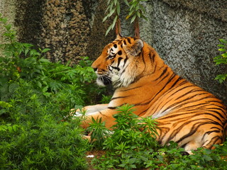 動物園のトラ