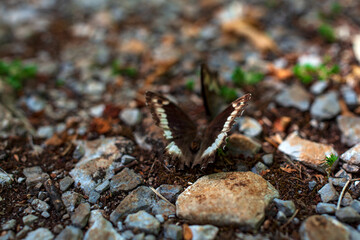 Close up of butterfly placed on the ground