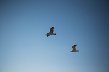 Bird in the sky