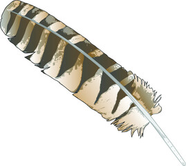 Beautiful brown and tan striped hawk, kestrel or eagle feather vector illustration with grunge or pop up style texture and details © Filmaroid