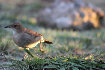 birds