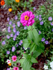 Obraz premium Fall Flowers Blooming Brightly September October