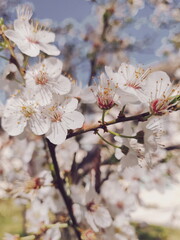 Flores
