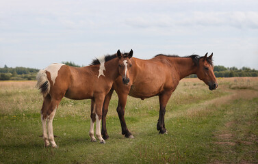 Fototapeta na wymiar Horse with foal graze in the meadow.