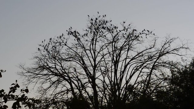 Árbol de tilo deshojado cubierto de aves un atardecer invernal. Siluetas de pájaros en las ramas de un árbol.