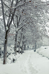 arboles nevados en ciudad