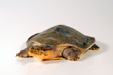 Zambezi flapshell turtle // Sambesi Weichschildkröte (Cycloderma frenatum)