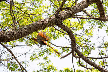 Squirrel Cuckoo (Piaya cayana) flying on the Branch of the Tree - Brazilian Alma-de-gato