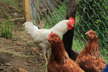 natural red chicken macro photo