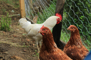 natural red chicken macro photo
