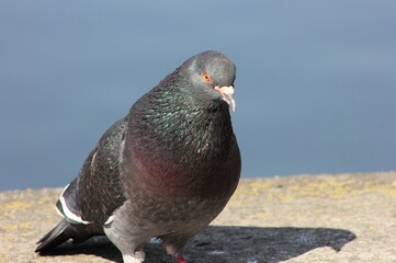a grey dove basking in the sun