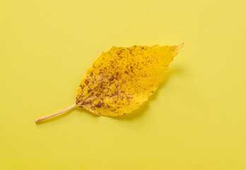 Naklejka premium yellow autumn leaf on a yellow background