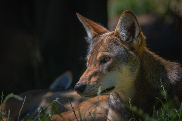 2020-08-07 AN ENDANGERED RED WOLF LYING IN GRASS BY HIS PACK