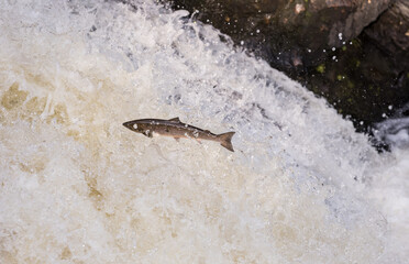 Fresh from the north sea wild Scottish Atlantic salmon fish on migration to spawning grounds in the north of Scotland during summer months