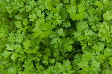background of parsley