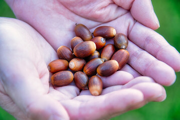公園で、木から落ちていたどんぐりの実を拾い集め手のひらにのせた写真