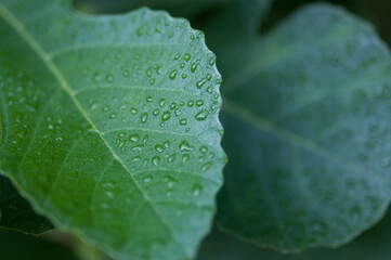 water drops on fig leaves