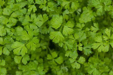 green leaves background