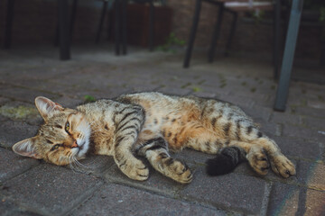 Gray cat lies on the asphalt