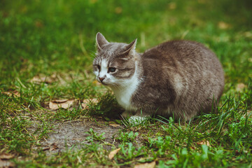 Gray cat sitting in green grass