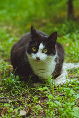 Black and white cat sitting in green grass