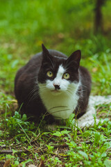 Naklejka na ściany i meble Black and white cat sitting in green grass