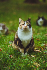 Beautiful tricolor cat sits on green grass