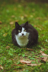 Naklejka na ściany i meble Black and white cat sitting in green grass