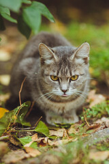Gray cat sitting in green grass