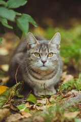 Gray cat sitting in green grass