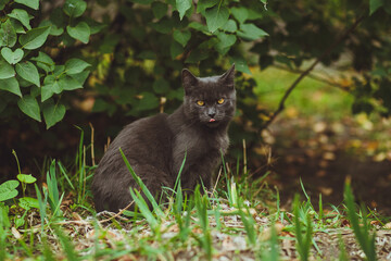 Naklejka na ściany i meble Gray cat sitting in green grass