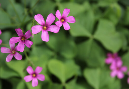 Beautiful shot of pink Oxalis Rubra flowers on a green plant background