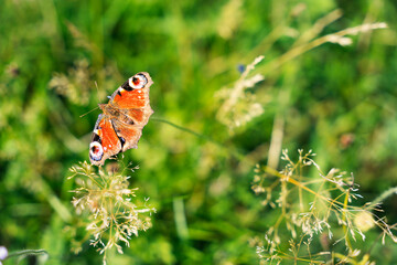 Tagpfauenauge, Schmetterling auf Wiese