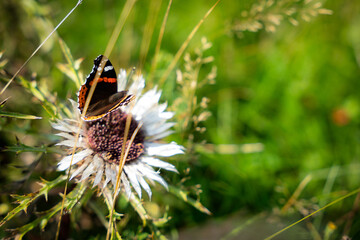 Admiral, Schmetterling auf Silberdistel