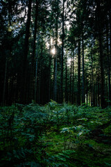 Sonne im Wald, Waldstimmung, Sonne, Waldweg