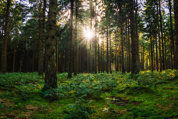 Fototapeta na wymiar Sonne im Wald, Waldstimmung, Sonne, Waldweg