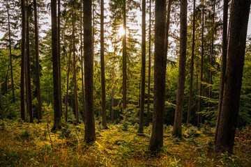 Fototapeta premium Sonne im Wald, Waldstimmung, Sonne, Waldweg