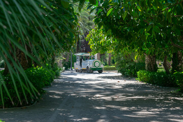 Elche Municipal Park, Alicante province, Valencian Community. Spain. Europe. The largest date...