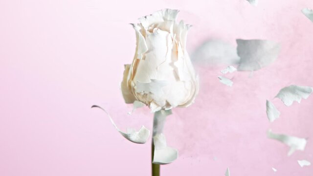 Super Slow Motion Shot of Frozen Whitel Rose Explosion at 1000fps.
