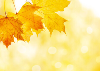 Naklejka na ściany i meble maple leaves are yellow on a blurry background