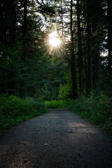 Obraz premium Sonne im Wald, Waldstimmung, Sonne, Waldweg