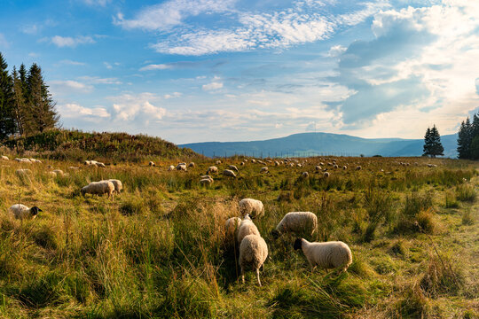 Schafweide, Rh&ouml;nschafe, Rh&ouml;n, Kreuzberg, Unterfranken, Bayern, Deutschland