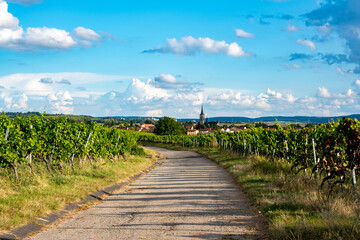 Weinfeld, Deutschland, Weinanbau, Weinbau, Franken, Iphofen