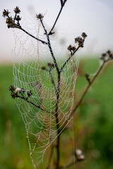 Spinnennetz, feucht, Tau, Nebel, Zweig